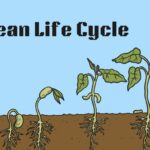 The Life Cycle of a Bean Plant: Stages of Growth and Facts